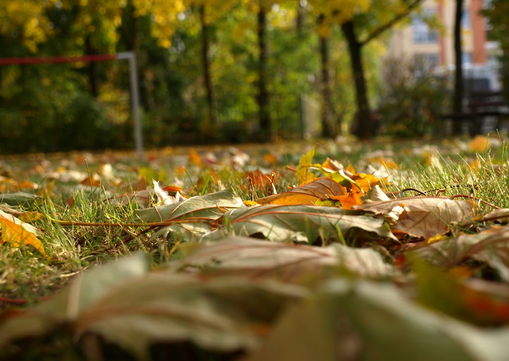 Autumn in the city