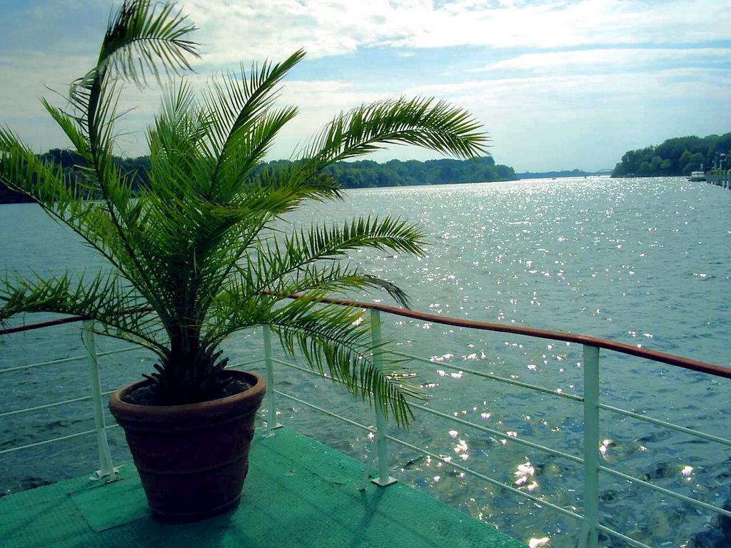 Palme an der Havel bei Potsdam
