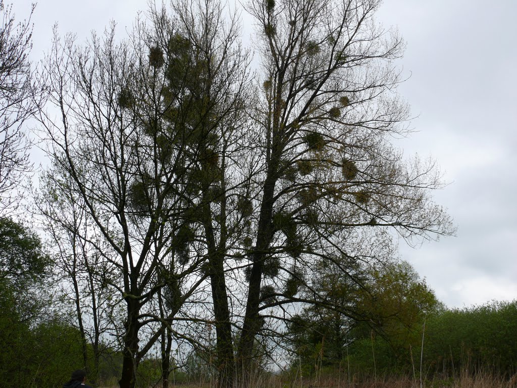 Rundgang auf dem Sauerwerder bei Teterow
