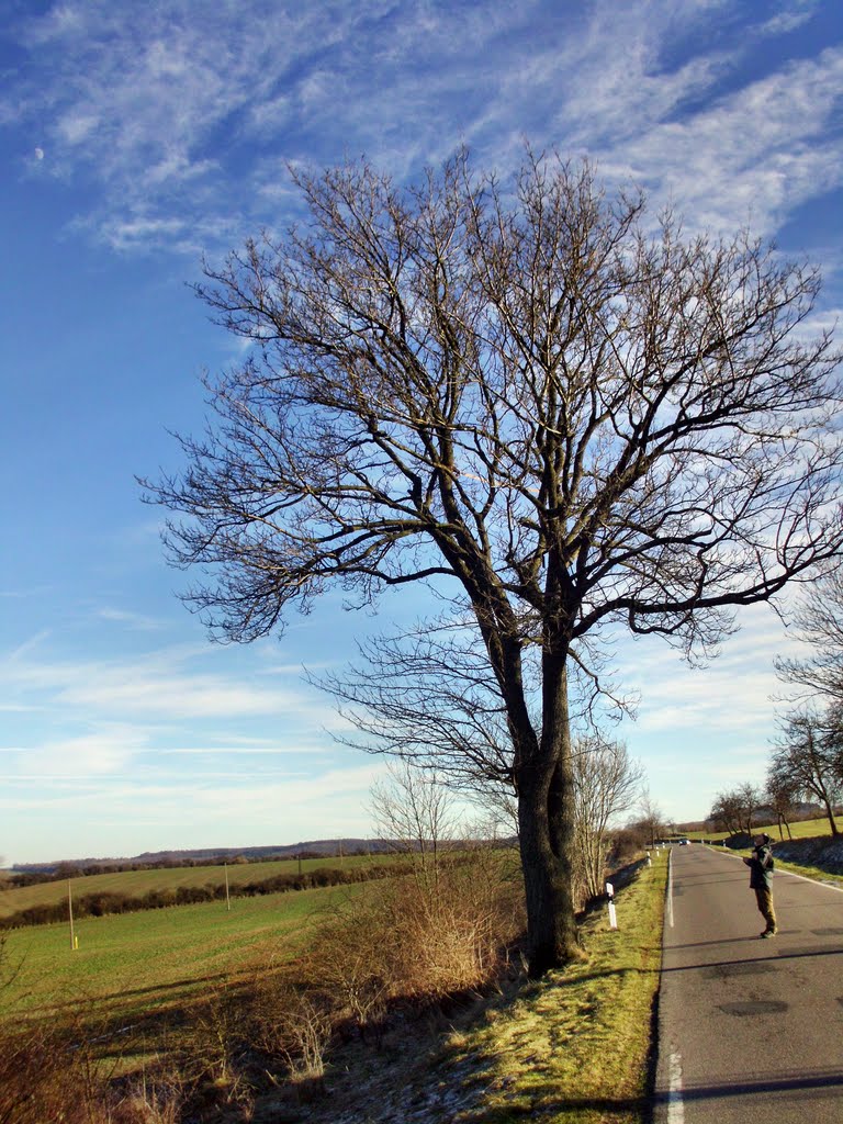 Baum des Jahres 1993