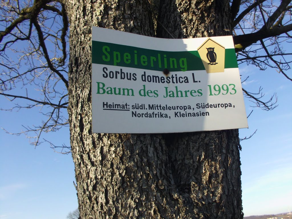 Info zum Baum des Jahres