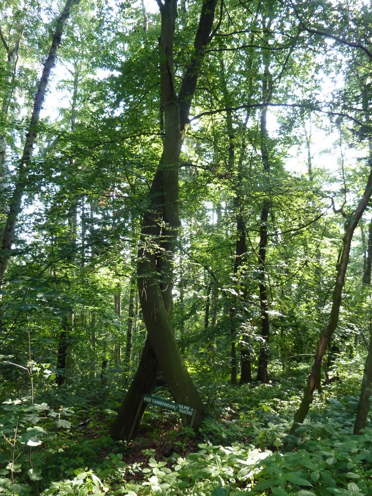 Tanzende Bäume in Teterow