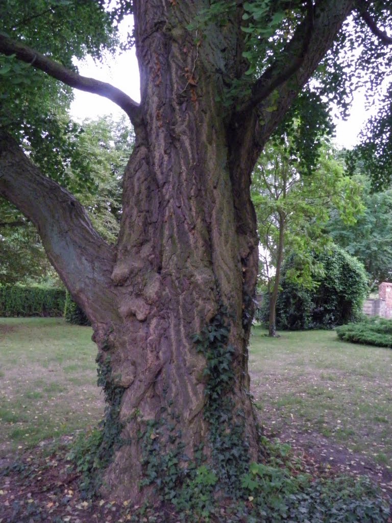 Gingko am Schloß Güstrow