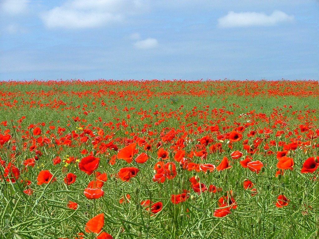 Klatschmohn