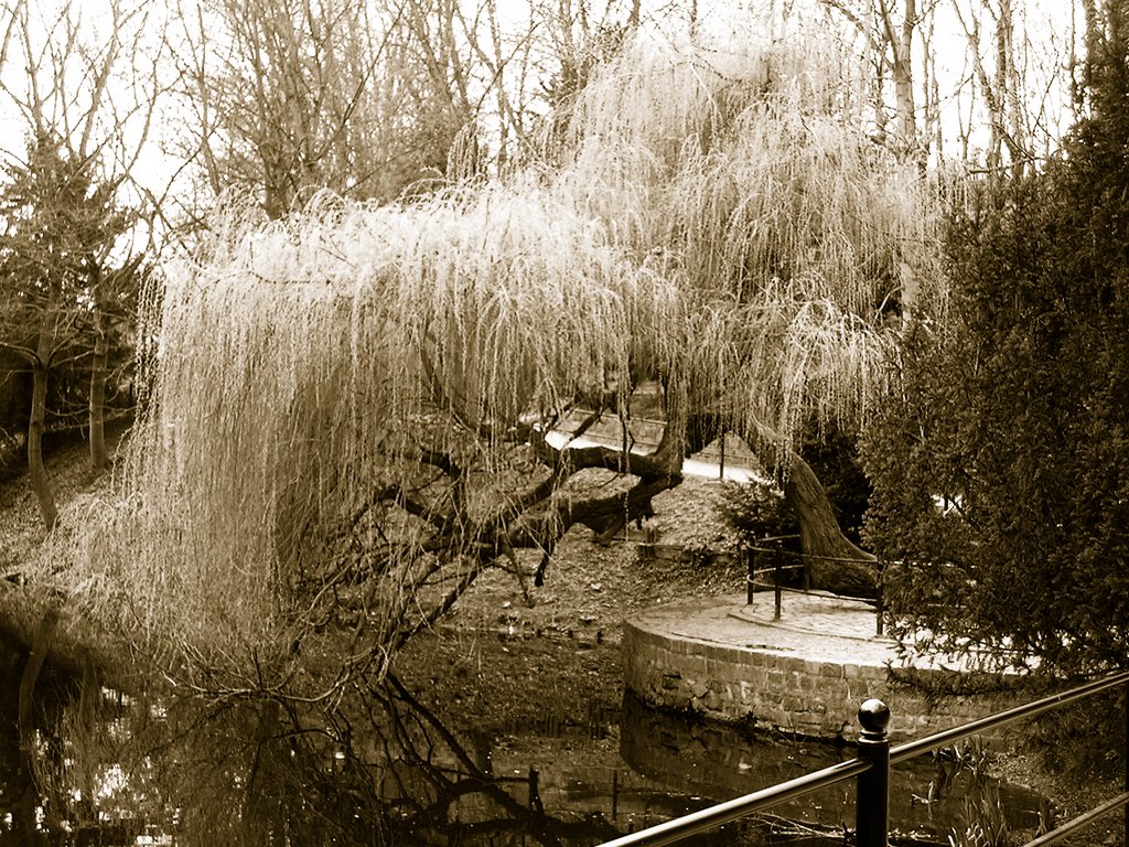 Weeping willow