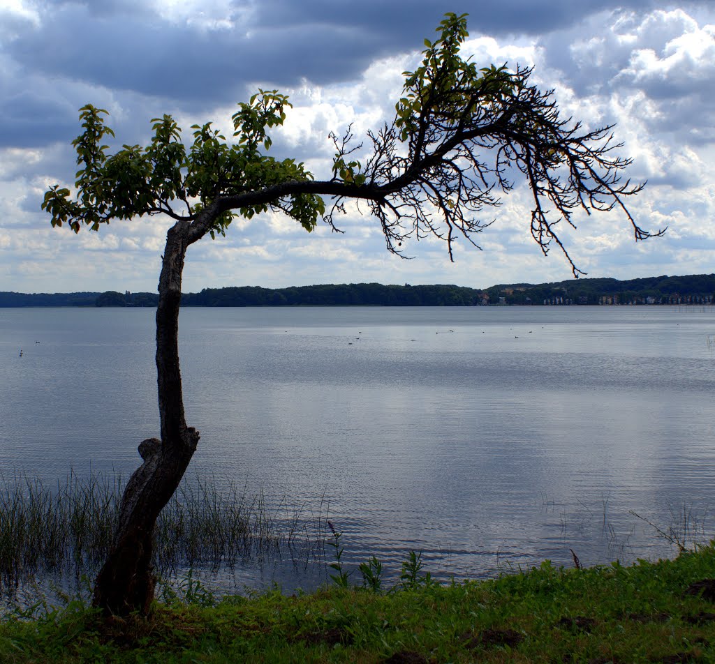 Baum am See