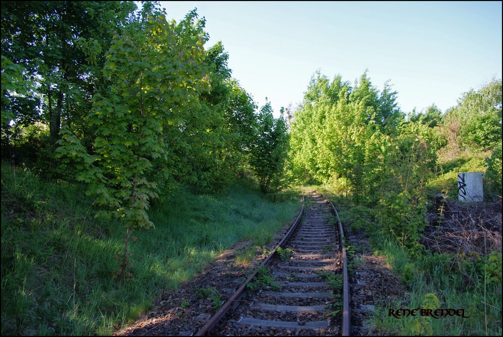 Alte Bahntrasse nach Bad Gottleuba