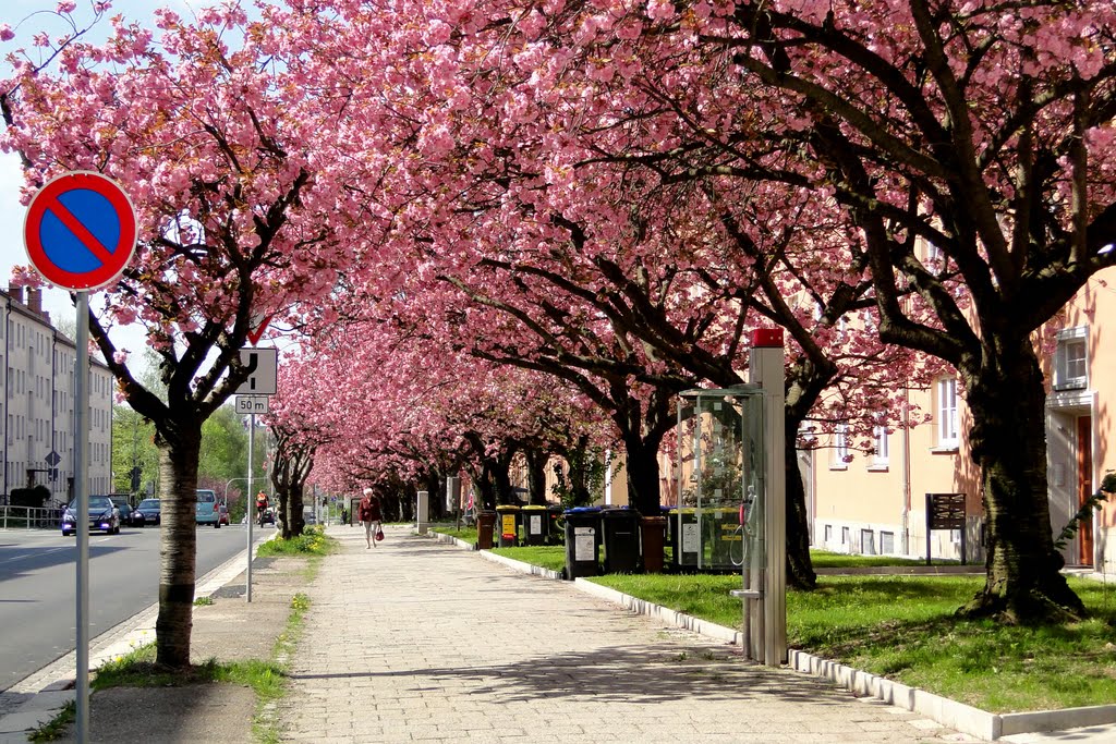 Blütenzauber