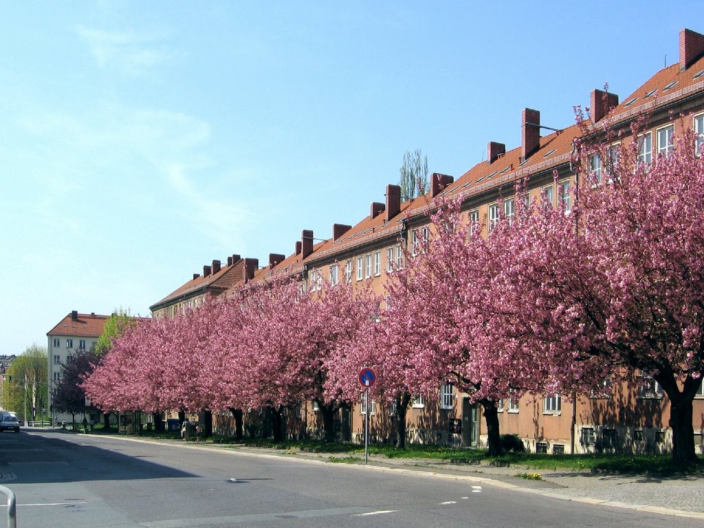 Chemnitz-Japanische Kirschbäume in der Lutherstraße