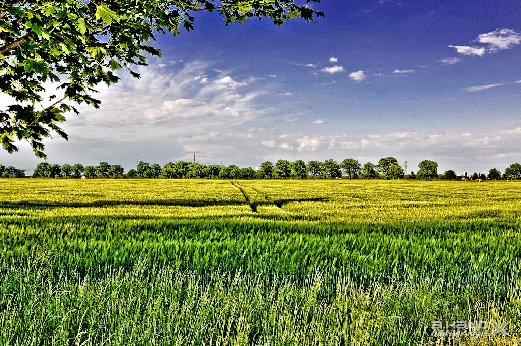 Gelbe Ähren -  Yellow corn