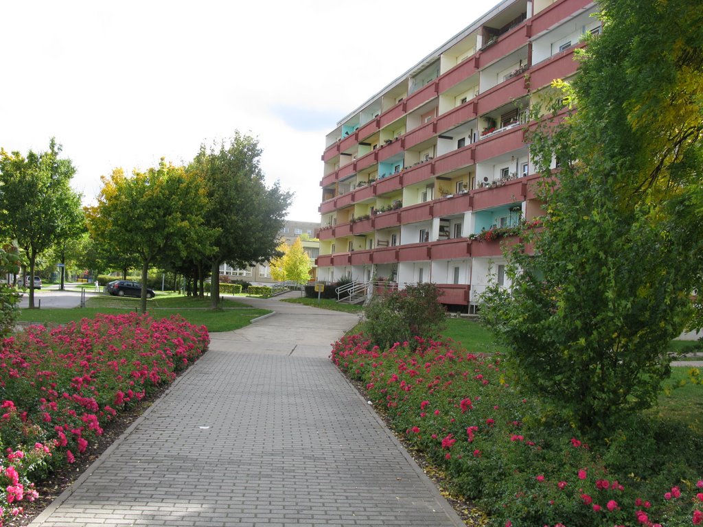 Roses and building