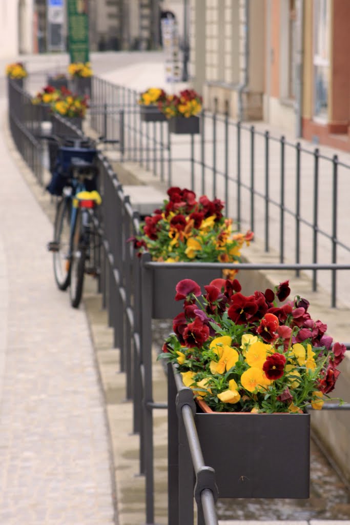 Spring Flowers on Schloss Strasse