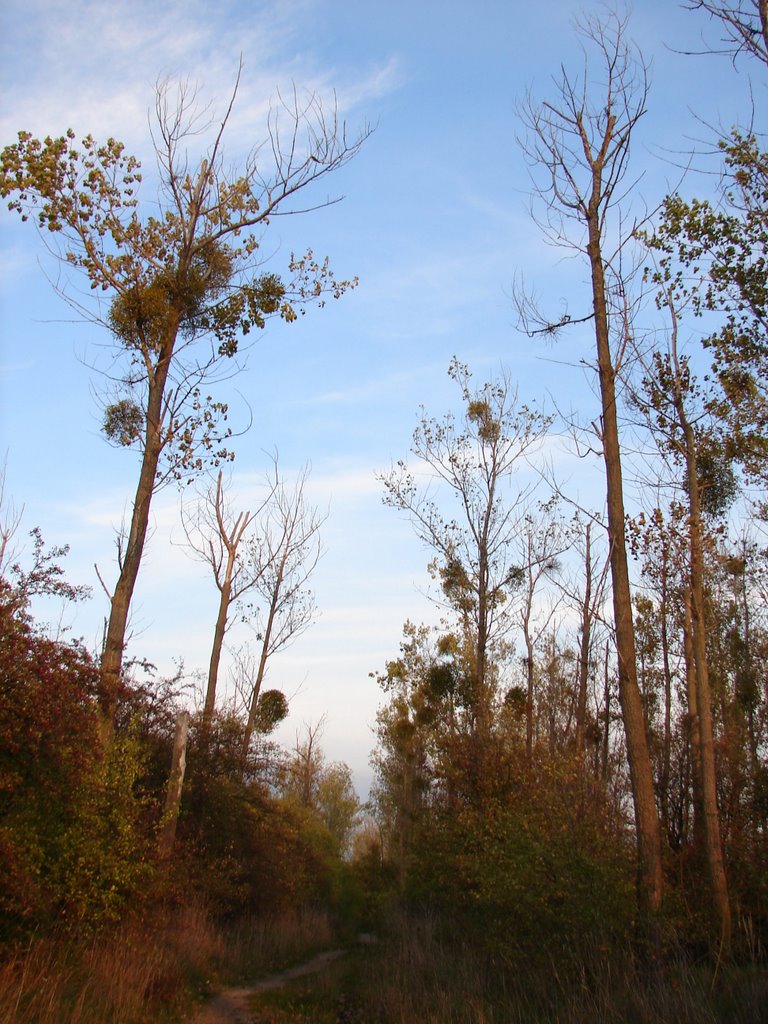Waldweg