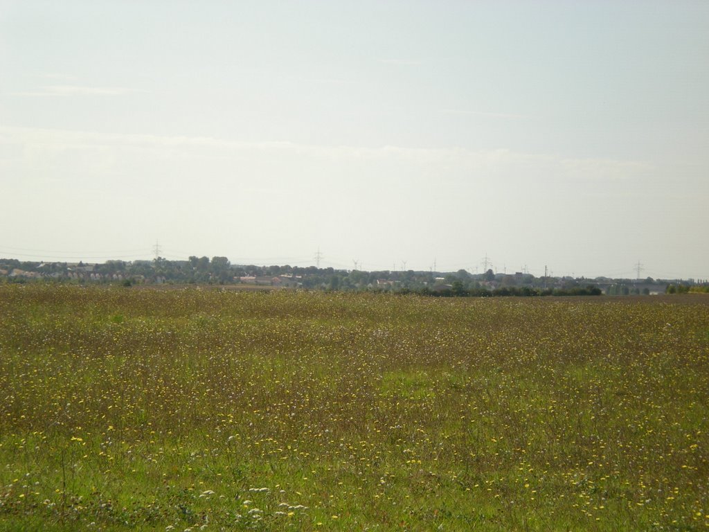 Welsleben