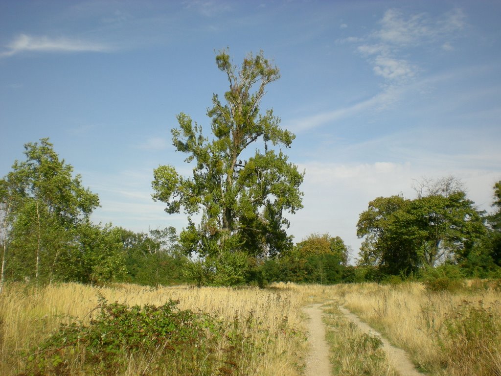 Baum