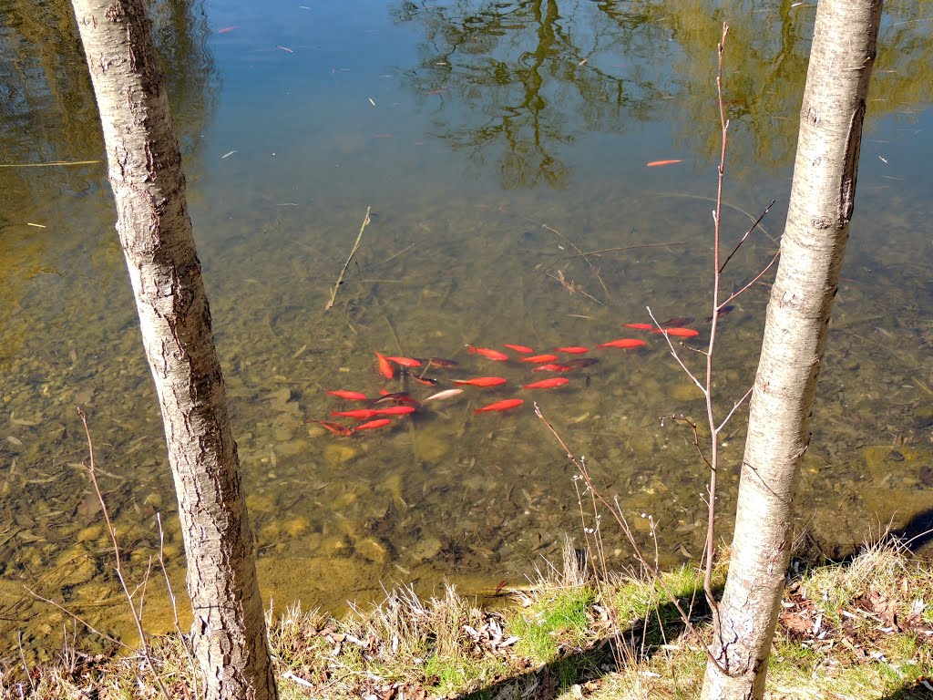 Hennemann bei den Fischen