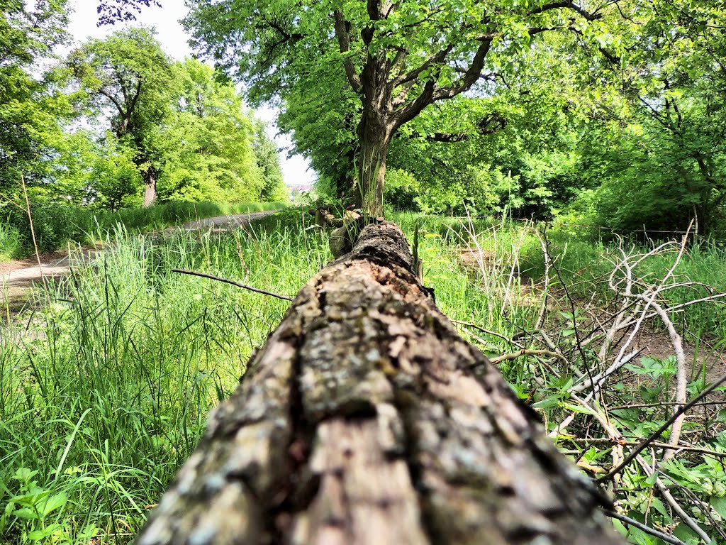 Hennemann am Wegesrand