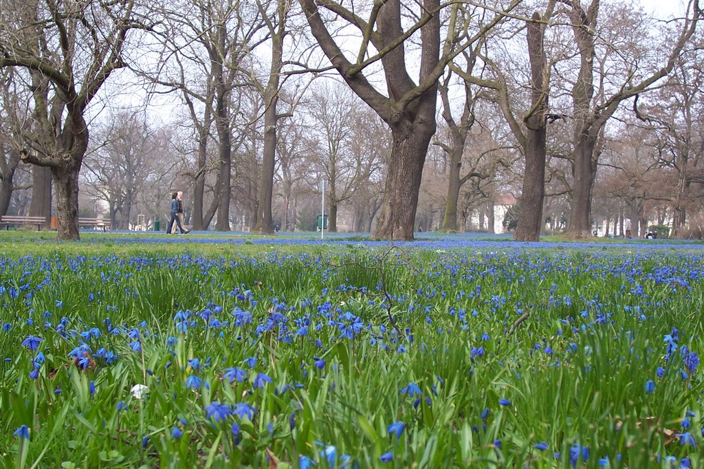 Easter in Magdeburgs North Park: A Sea of Blue Flowers