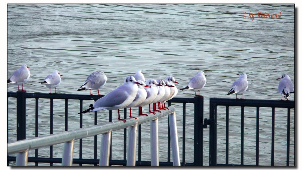Magdeburg - watching the river