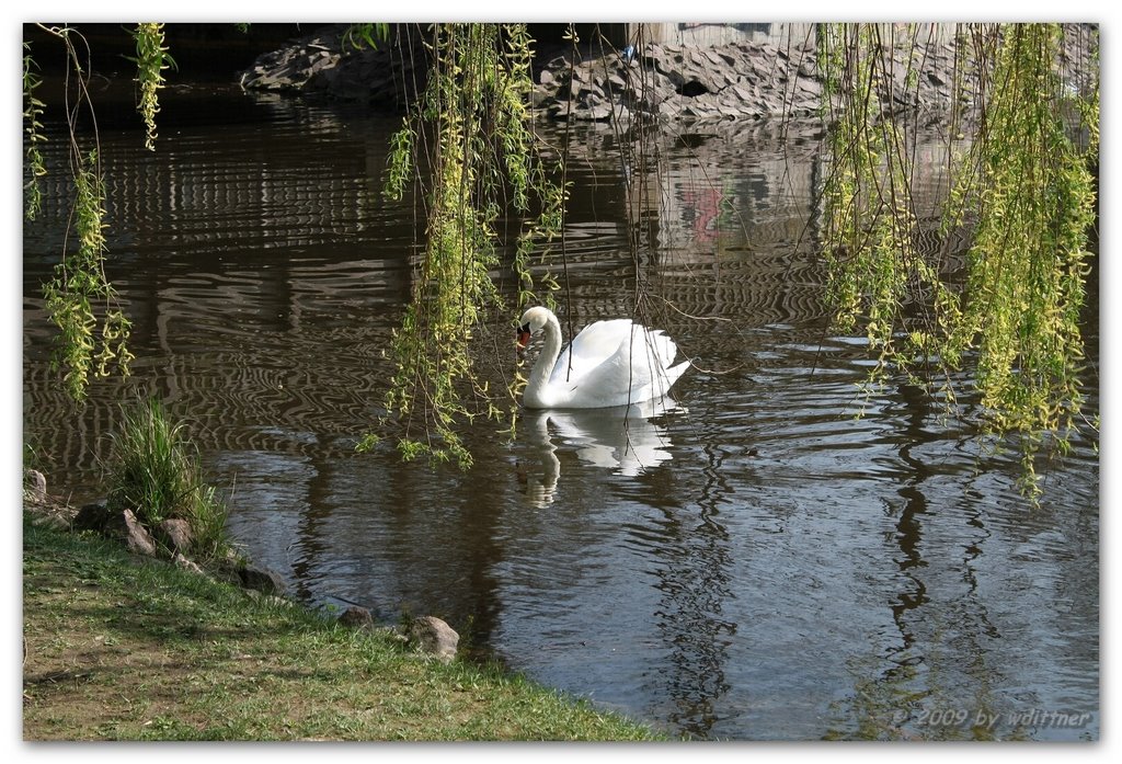 Schwan auf dem Gotthardteich