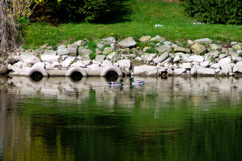 Enten auf der Saale, 2007