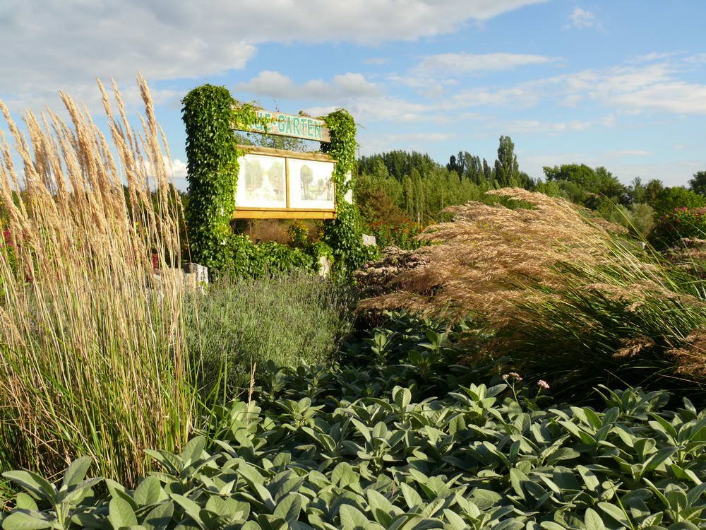 Aue-Garten, August 2007