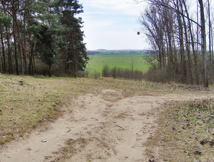 Lichtung auf dem Hummelberg