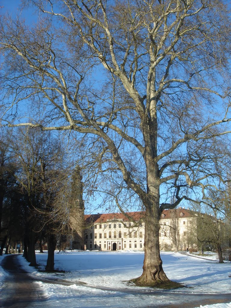 Baum im Winter
