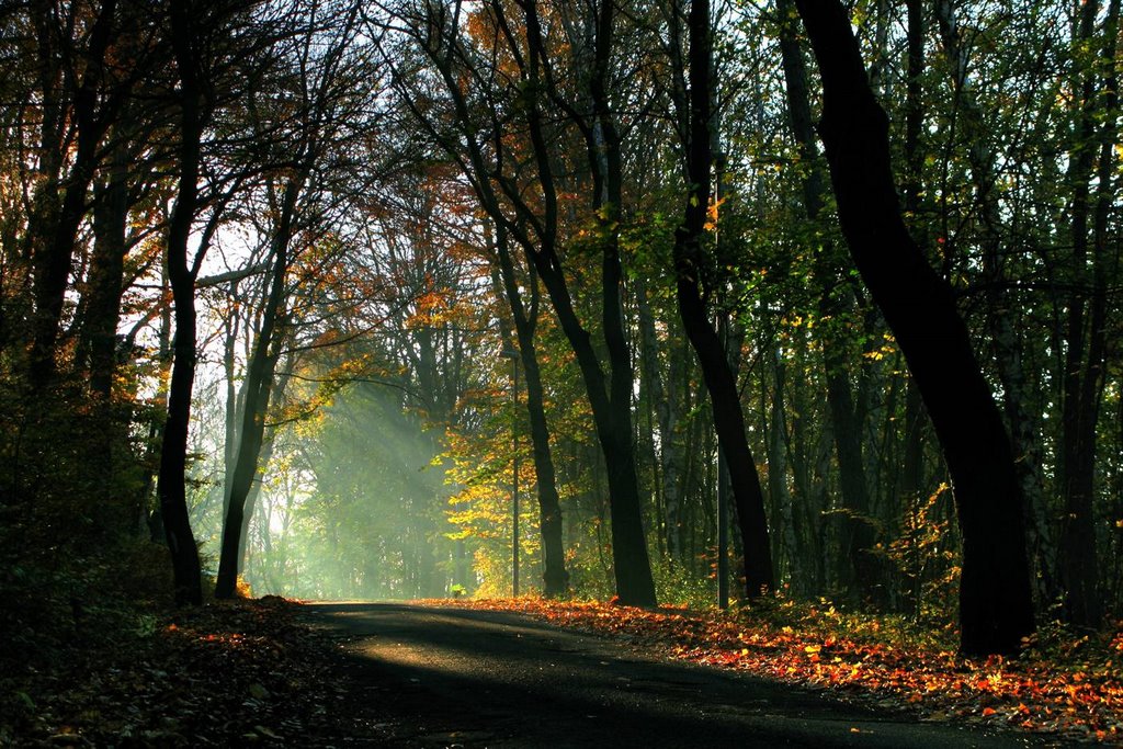 Herbst auf dem Seeberg
