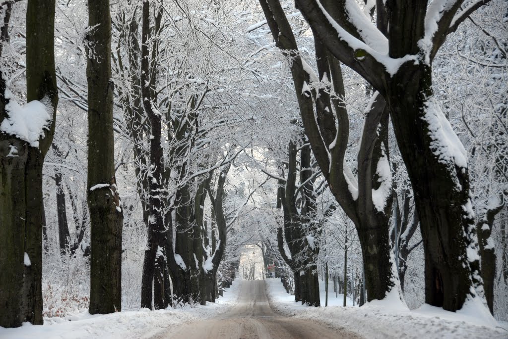 Schwarz-weiß - die Allee im Winter