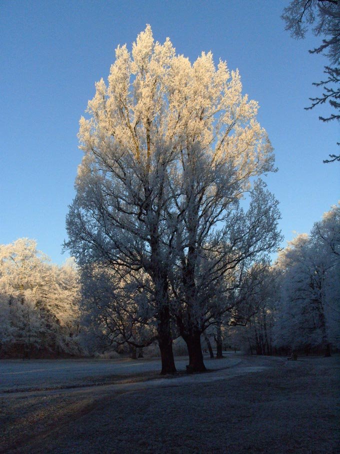 Stadtpark Gotha im Winter