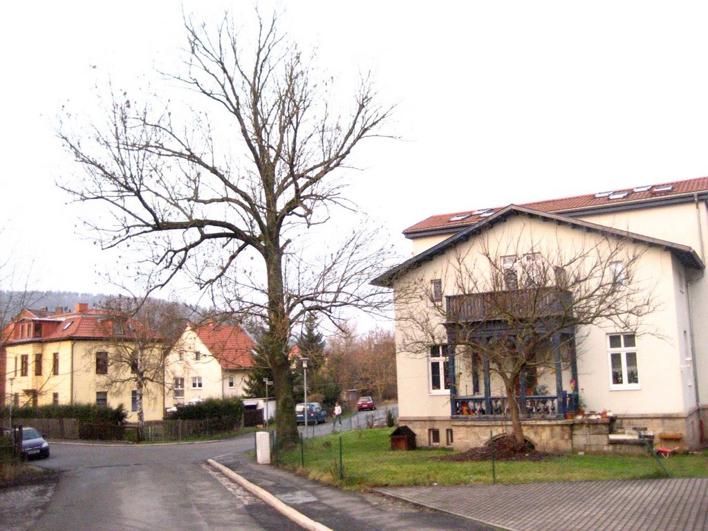 Kein Blatt am Baum