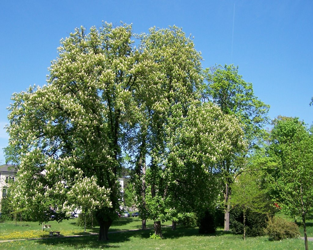 Meiningen, Englischer Garten