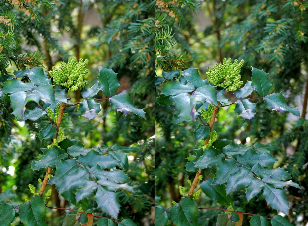 Stachel-Lorbeer. (Mahonia)  © by UdoSm.the2nd