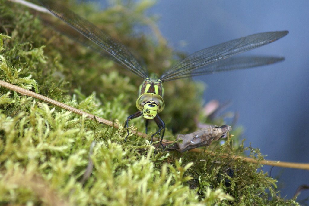 Schau mir in die Augen, Du blaugrüne Jungfer. © byUdoSm.the2nd