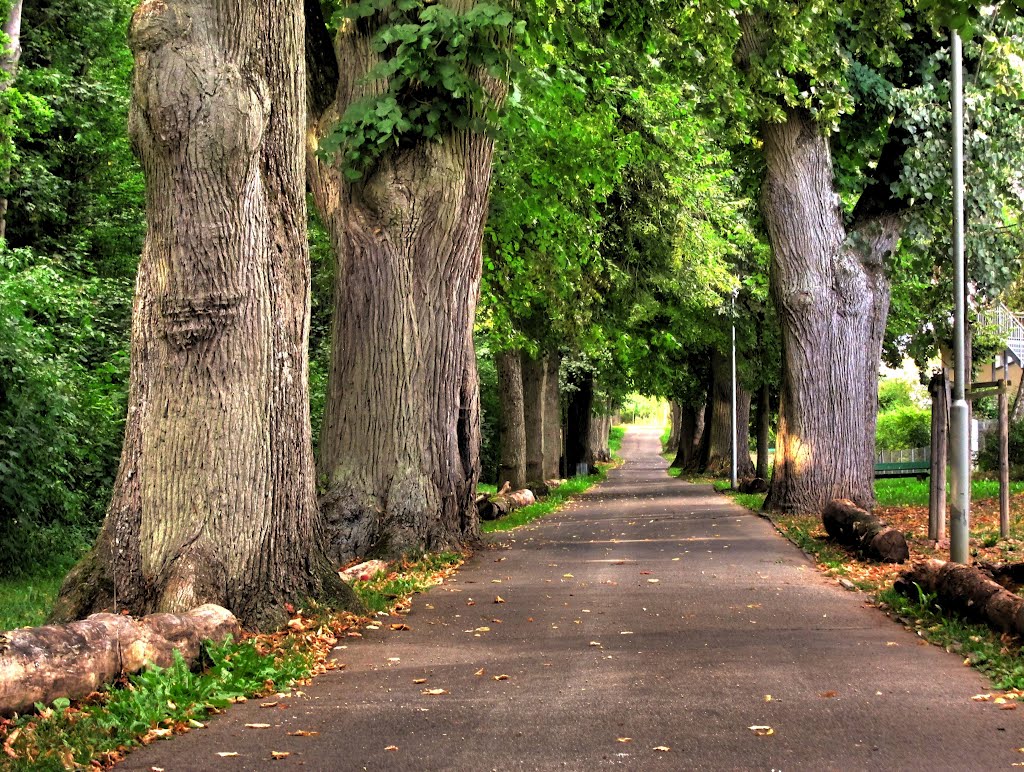 Allee beim Mariahilfberg