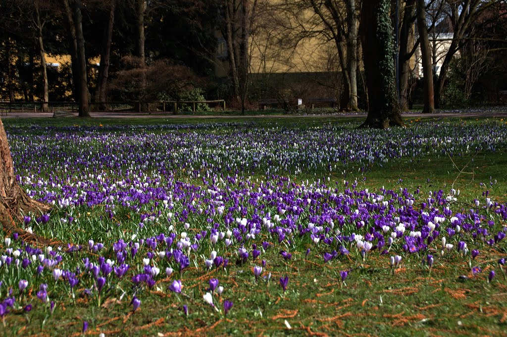 Aschaffenburg - Park Schöntal "Krokusse"