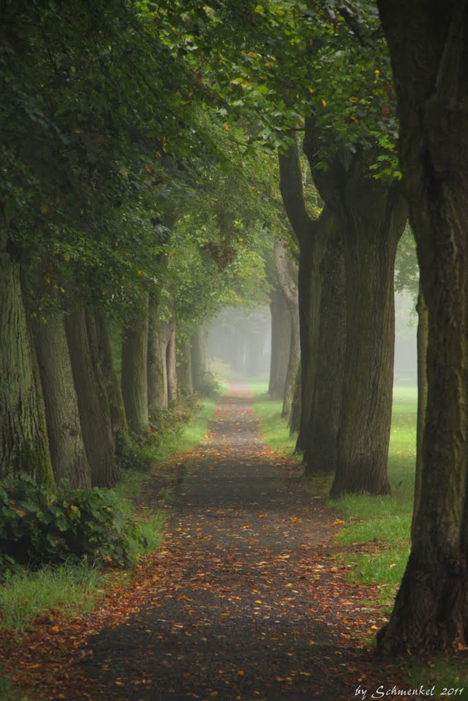 Allee