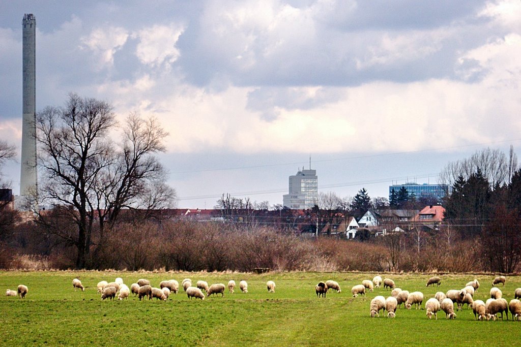 Schafe im Wiesengrund