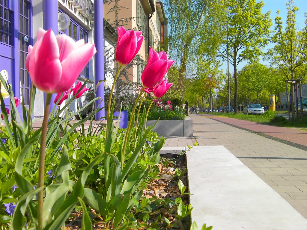 Tulpen in der Äußeren Brucker Straße