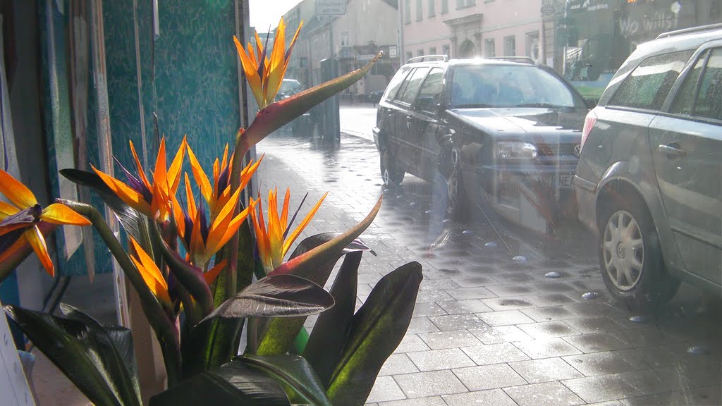 Strelitzia reginae in der Göthestraße