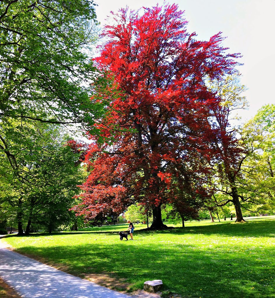 Park