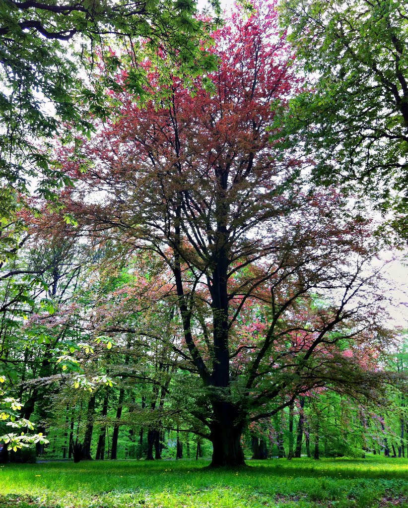Park