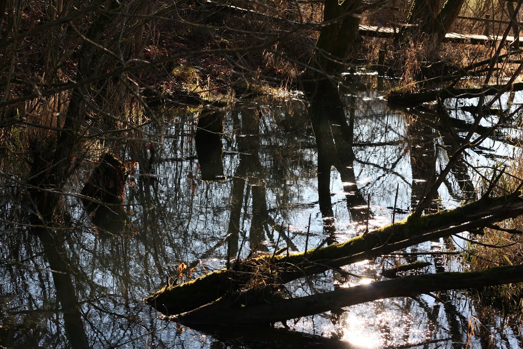Bachlauf im Wildgarten, 01.2014