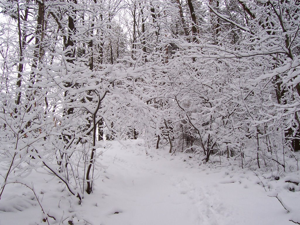 Verschneite Winterlandschaft