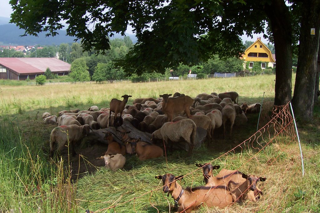 Schafherde bei Wutzmühle