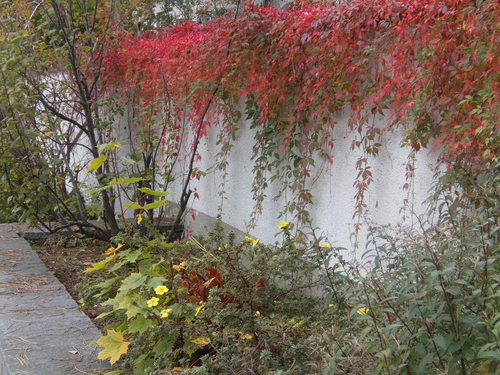 Herbstliche Mauer