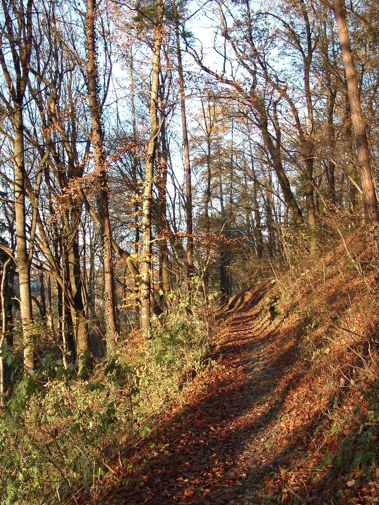 Buchberg III