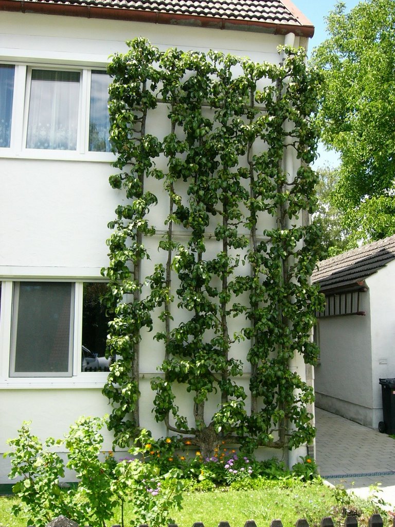 Burghausen