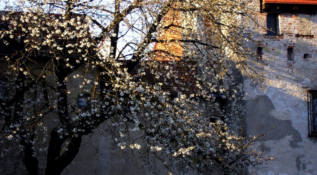 Burghausen